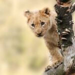 lion-animal-nature-predator-40835.jpeg lion-animal-nature-predator-40835.jpeg
